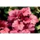 Heichera hybrid penelope, C2 pot, H10-50 height, 1 pc, summer 2024