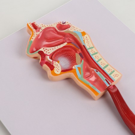 Model "The Digestive System of Human" 90*32cm-2