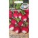 Seeds Radis "Teplichnaya" 3 g