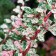 Barberis Starbest P9, 1 pc, height from 5 cm, autumn 2022