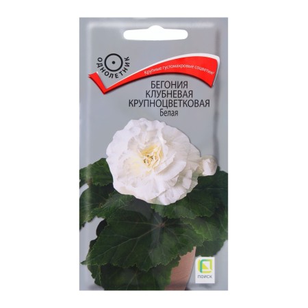 Flowers Begonia Club Blue -flowered white, 5pcs