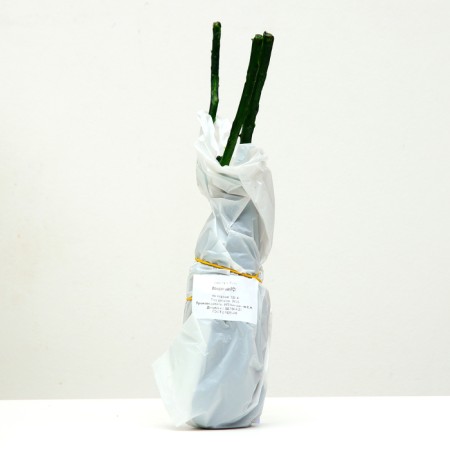 Seedling rose tea-hybrid London Ai, 1 pc, spring 2024-3