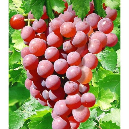 Grapes seedlings "Minsk Pink", tube, spring 2025