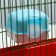 A toilet for rodents with a curly entrance, 10.4 x 8.3 x 8.6 cm, blue
