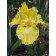 Iris Siberian Summer Revels, Rr. I, 1 pc, spring 2025