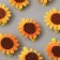 Decor for creativity wood, felt "clothespin. Sunflower" set 10 pcs 1.5x2.5x2.8 cm
