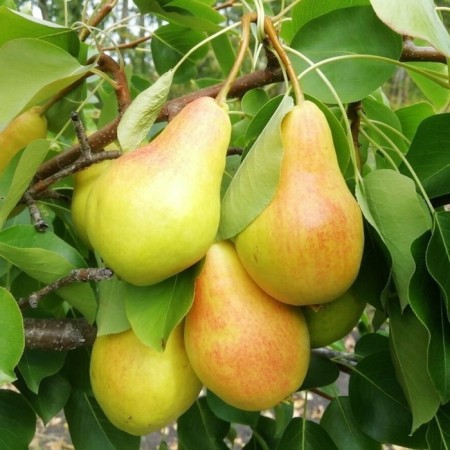 Sahenian pear Svarog, pot 2l., Summer 2024