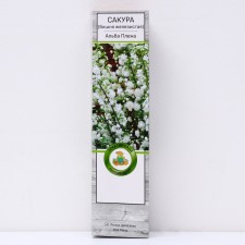 Sakura (decorative cherry) 