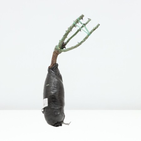 Seedling rose park "Ruban Ruzh", tube, 1 pc, spring 2025-2