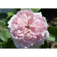 Seedling Rosa Floribunda 