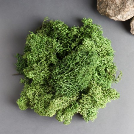 Moss Yagel stabilized "natural green" 1000 gr.-1