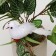 A bird for decoration and floristry, on the clothespin, white, plastic, 1 pc., 8 x 8 cm