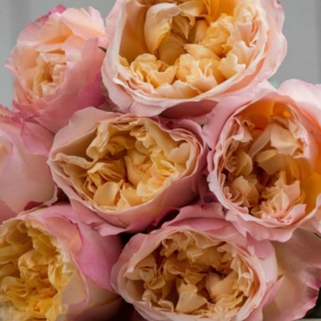 Seedling rose Edith, English, pot 2 l., Summer 2024