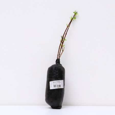 Jasmine Garden (Monaure) "Bouquet Blank", 1 pc, tube, spring 2024-2
