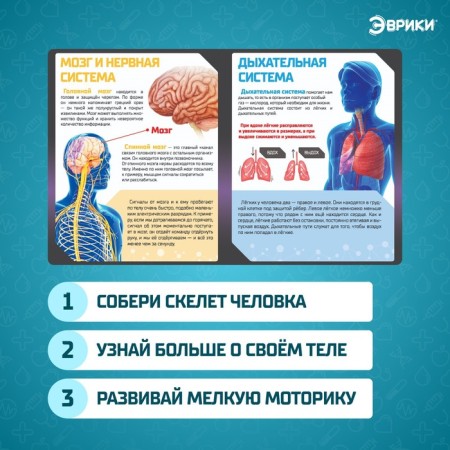 Set for experiments "Human Skeleton"-2