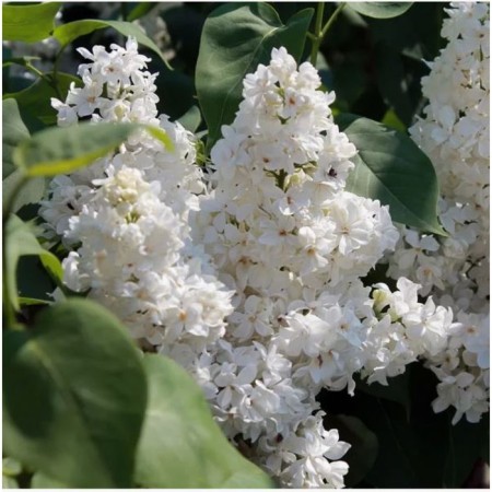 Ordinary Lilac Brest defenders, C3 pot, 1 pc, summer 2024