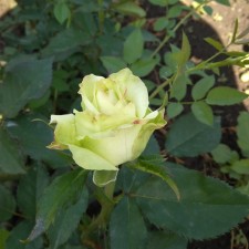 Seedling rose 