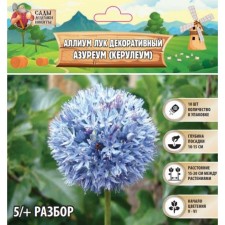Allium Luke decorative azuraum (Keruleum), rr 5/+, 10 pcs, autumn 2024