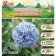 Allium Luke decorative azuraum (Keruleum), rr 5/+, 10 pcs, autumn 2024
