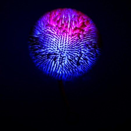Hedgehog "Fluff" light, color mix-3