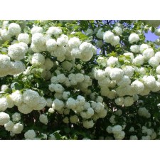 Viburnum ordinary bulldozenge (roseum), C2 pot, H10-50 height, 1 pc, summer 2024