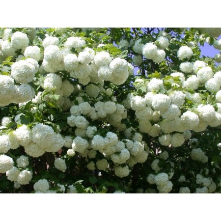 Viburnum ordinary bulldozenge (roseum), C2 pot, H10-50 height, 1 pc, summer 2024