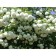 Viburnum ordinary bulldozenge (roseum), C2 pot, H10-50 height, 1 pc, summer 2024
