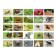 Board game "Memo world of insects and not only"