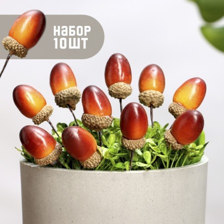 Set of plugs "Acorn" 10pcs, 3x2cm