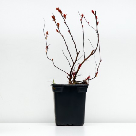 Sage Spirea Japanese Dart’s Red (P9), 1 pc, spring 2024-2