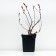 Sage Spirea Japanese Dart’s Red (P9), 1 pc, spring 2024