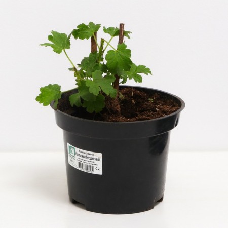Gooseberry Uralsless, s2 pot, n20-40 height, 1 pc, summer 2024-1