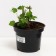 Gooseberry Uralsless, s2 pot, n20-40 height, 1 pc, summer 2024