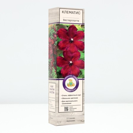 Clematis large -flowered "Westerplatt", tube, 1 pc, spring 2025