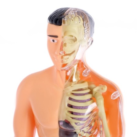 Set for experiments "body structure", human anatomy-5