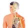 Set for experiments "body structure", human anatomy