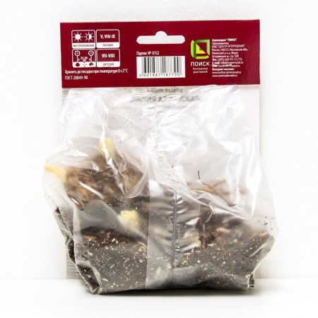 Lilia Asian Oklahoma City, 14/16 rr, 2 pcs. 70-100 h (cm), autumn 2024-1