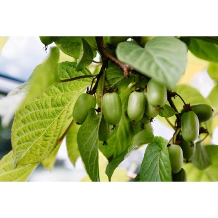 Saphenet Actinidia Kolomikt "Zemlianichnaia", P9 pot, summer 2024