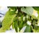 Saphenet Actinidia Kolomikt "Zemlianichnaia", P9 pot, summer 2024
