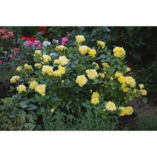 Seedling rose Parkovaya 
