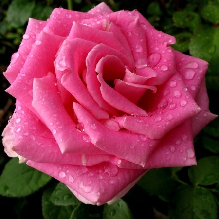 Seedling rose "Europe", tube, spring 2025