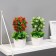Bonsai in a pot "Tree with flowers in greenery" 7x21 cm, mix