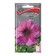 Grandiflora flowers "Daddy Shugar" 10 pcs