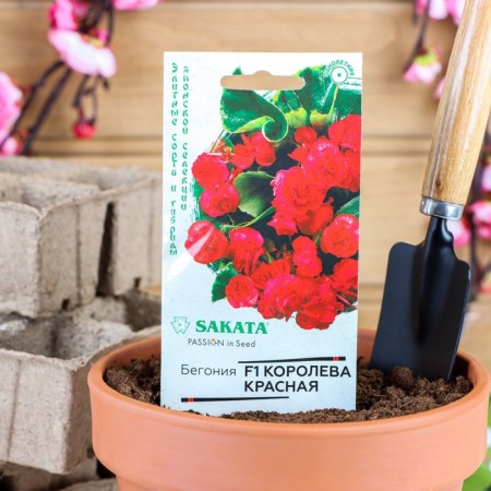 Belonia Flowers "Red Queen", F1, Eternally flowering, Sakata series, 4 pcs