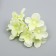 Flowers for decorating "hydrangea" white-green 10x10 cm