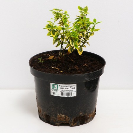 Birch Fortchun Emerald Gold, C2 pot, H10-50 height, 1 pc, summer 2024-1