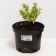 Birch Fortchun Emerald Gold, C2 pot, H10-50 height, 1 pc, summer 2024