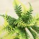 Bouquet "Wavy fern" 15 cm