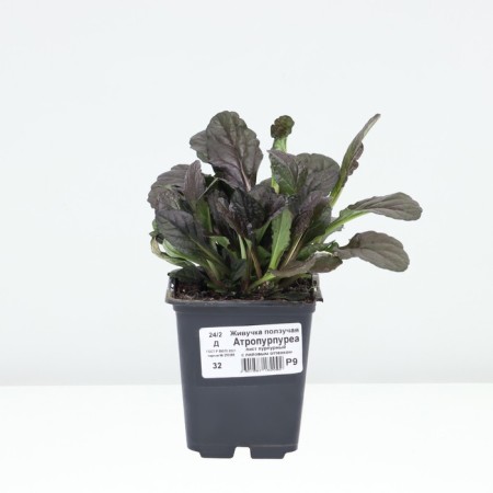 Tenage creeping atropurpurea, p9 pot, H10-50 height, 1 pc, summer 2024-2