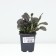Tenage creeping atropurpurea, p9 pot, H10-50 height, 1 pc, summer 2024